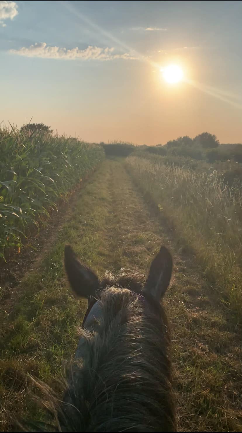 natural horsemanship