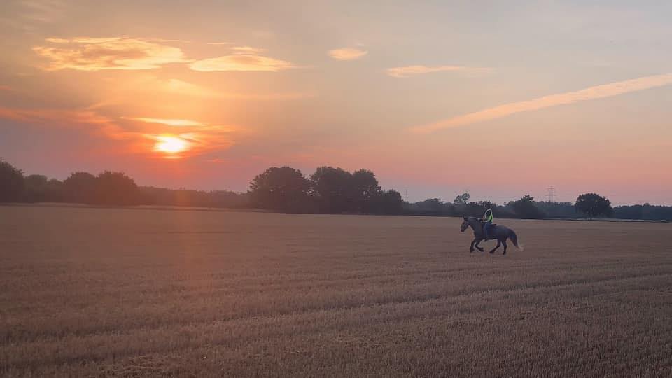 natural horsemanship