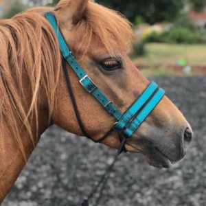 ultimate bitless bridle