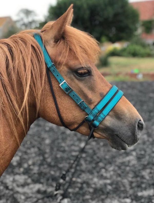 ultimate bitless bridle
