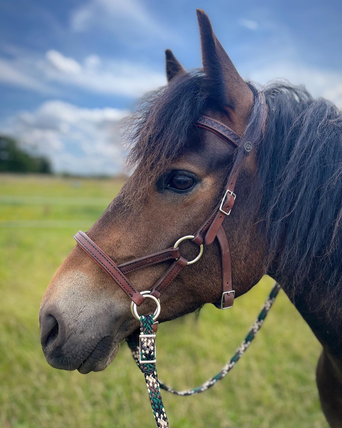 Soft Feel Baroque Sidepull Bitless Bridle